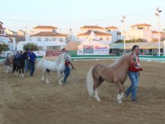 Campeonato De Andalucía De Ponys