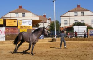 Los mejores caballos de Pura Raza Española estarán en la quinta edición de “Una Pará en Gines”