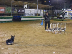 Una Pará en Gines 2013 presenta una llamativa exhibición de manejo de ganado con perros de pastor