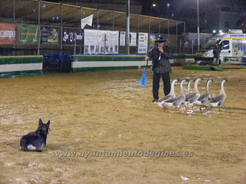 Una Pará en Gines 2013 presenta una llamativa exhibición de manejo de ganado con perros de pastor