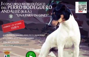 El Perro Bodeguero Andaluz se une este año a Una Pará en Gines de la mano del I Concurso Morfológico de la raza