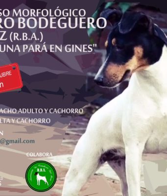 El Perro Bodeguero Andaluz se une este año a Una Pará en Gines de la mano del I Concurso Morfológico de la raza