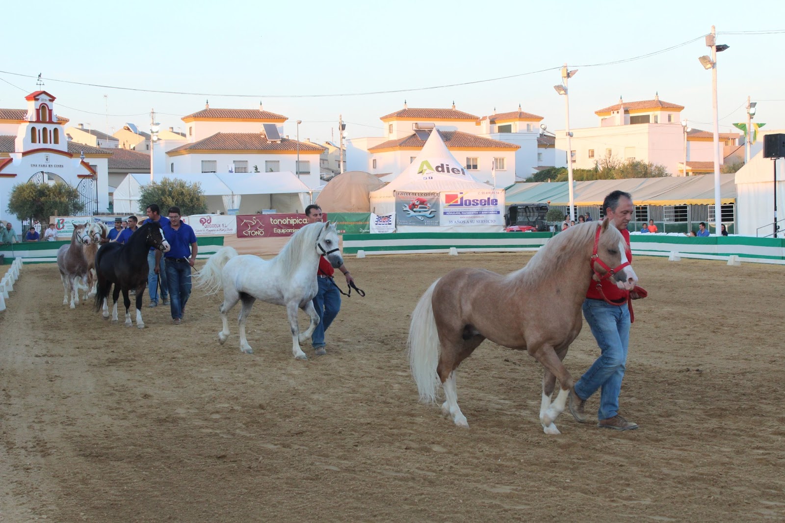 Nace en Gines el I Campeonato de Andalucía de Welsh Mountain Pony, Welsh Pony y COB, homologado a nivel internacional