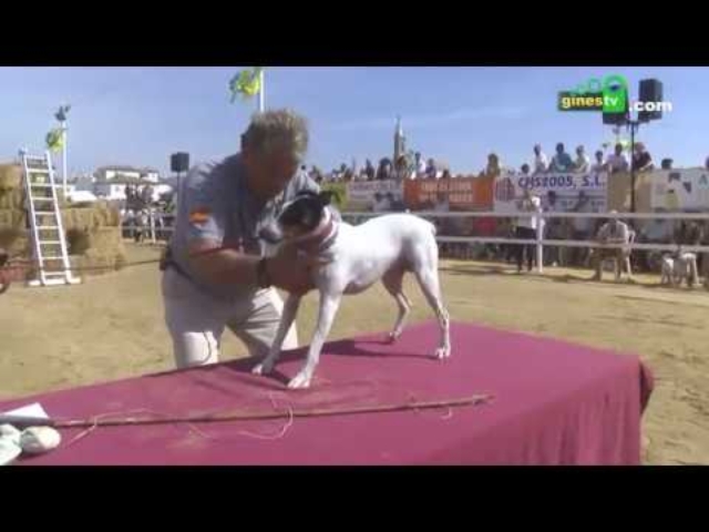 I Concurso-Exhibición de Perro Ratonero Bodeguero Andaluz